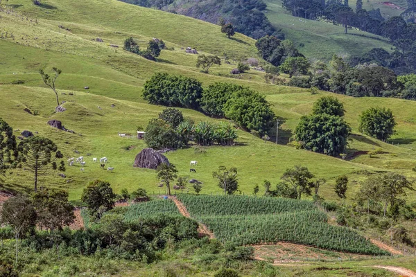 Granja Con Ganado Plantaciones Incrustadas Pie Colina Brasil — Foto de Stock