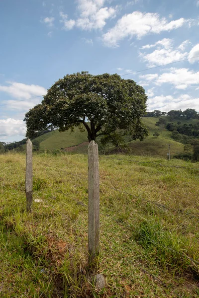Träd Och Staket Landsbygden Perspektiv Landsbygden Brasilien — Stockfoto