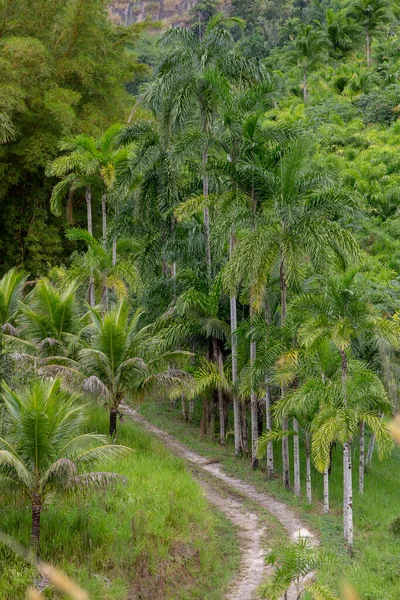 Palm Bomen Weg Het Platteland Brazilië — Stockfoto