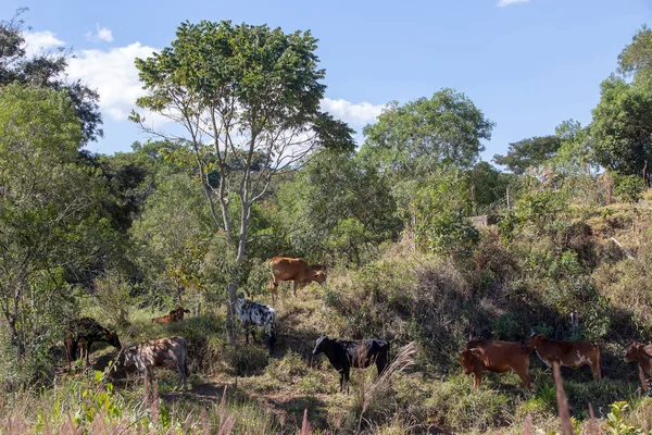 Nötkreatur Betar Träden Landsbygden Brasilien — Stockfoto