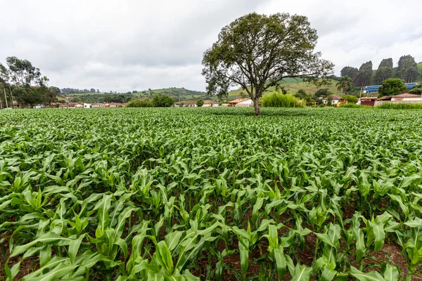 Young Green Corn Field Old Tree Middle Farm Coutryside State — Stock Photo, Image