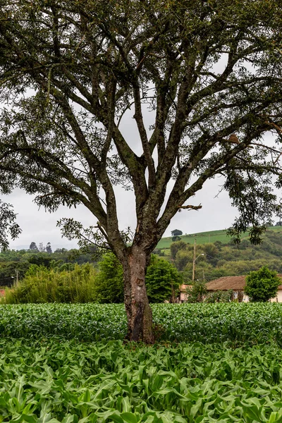 Mladé Zelené Kukuřičné Pole Starým Stromem Uprostřed Statku Státě Minas — Stock fotografie