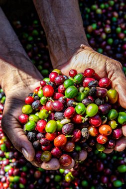 Çiftçi elinde organik Arabika kahvesi tutuyor. Tarımcı tarafından Arap kahvesi böğürtlenleri hasat ediliyor. İşçi Hasat Arap kahvesi böğürtlenleri dalında, hasat konsepti. Minas Gerais Eyaleti, Brezilya