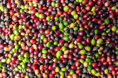 Brezilya 'nın Minas Gerais kentindeki bir çiftlikte hasattan sonra siyah, kırmızı ve yeşil kahve çekirdekleri hakkında detaylar