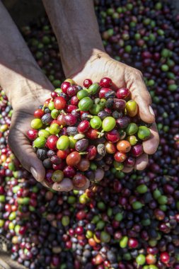 Çiftçi elinde organik Arabika kahvesi tutuyor. Tarımcı tarafından Arap kahvesi böğürtlenleri hasat ediliyor. İşçi Hasat Arap kahvesi böğürtlenleri dalında, hasat konsepti. Minas Gerais Eyaleti, Brezilya