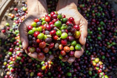 Çiftçi elinde organik Arabika kahvesi tutuyor. Tarımcı tarafından Arap kahvesi böğürtlenleri hasat ediliyor. İşçi Hasat Arap kahvesi böğürtlenleri dalında, hasat konsepti. Minas Gerais Eyaleti, Brezilya
