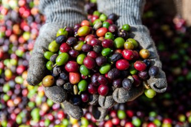 Çiftçi elinde organik Arabika kahvesi tutuyor. Tarımcı tarafından Arap kahvesi böğürtlenleri hasat ediliyor. İşçi Hasat Arap kahvesi böğürtlenleri dalında, hasat konsepti. Minas Gerais Eyaleti, Brezilya