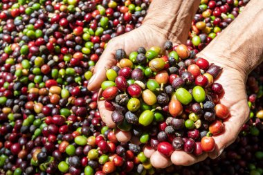 Çiftçi elinde organik Arabika kahvesi tutuyor. Tarımcı tarafından Arap kahvesi böğürtlenleri hasat ediliyor. İşçi Hasat Arap kahvesi böğürtlenleri dalında, hasat konsepti. Minas Gerais Eyaleti, Brezilya
