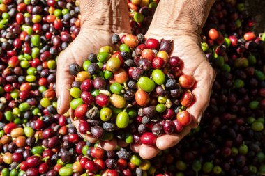 Çiftçi elinde organik Arabika kahvesi tutuyor. Tarımcı tarafından Arap kahvesi böğürtlenleri hasat ediliyor. İşçi Hasat Arap kahvesi böğürtlenleri dalında, hasat konsepti. Minas Gerais Eyaleti, Brezilya