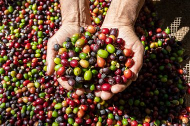 Çiftçi elinde organik Arabika kahvesi tutuyor. Tarımcı tarafından Arap kahvesi böğürtlenleri hasat ediliyor. İşçi Hasat Arap kahvesi böğürtlenleri dalında, hasat konsepti. Minas Gerais Eyaleti, Brezilya