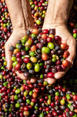 Çiftçi elinde organik Arabika kahvesi tutuyor. Tarımcı tarafından Arap kahvesi böğürtlenleri hasat ediliyor. İşçi Hasat Arap kahvesi böğürtlenleri dalında, hasat konsepti. Minas Gerais Eyaleti, Brezilya
