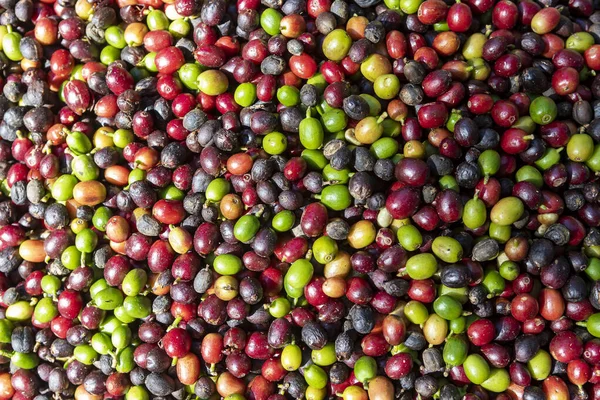 Brezilya 'nın Minas Gerais kentindeki bir çiftlikte hasattan sonra siyah, kırmızı ve yeşil kahve çekirdekleri hakkında detaylar