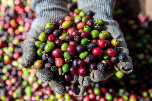 Çiftçi elinde organik Arabika kahvesi tutuyor. Tarımcı tarafından Arap kahvesi böğürtlenleri hasat ediliyor. İşçi Hasat Arap kahvesi böğürtlenleri dalında, hasat konsepti. Minas Gerais Eyaleti, Brezilya