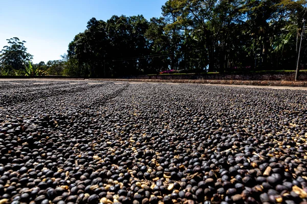 咖啡豆的烘干过程 自然过程 用阳光晒干咖啡豆 自然烘干机 巴西米纳斯吉拉斯州农场 — 图库照片