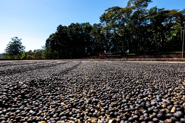咖啡豆的烘干过程 自然过程 用阳光晒干咖啡豆 自然烘干机 巴西米纳斯吉拉斯州农场 — 图库照片