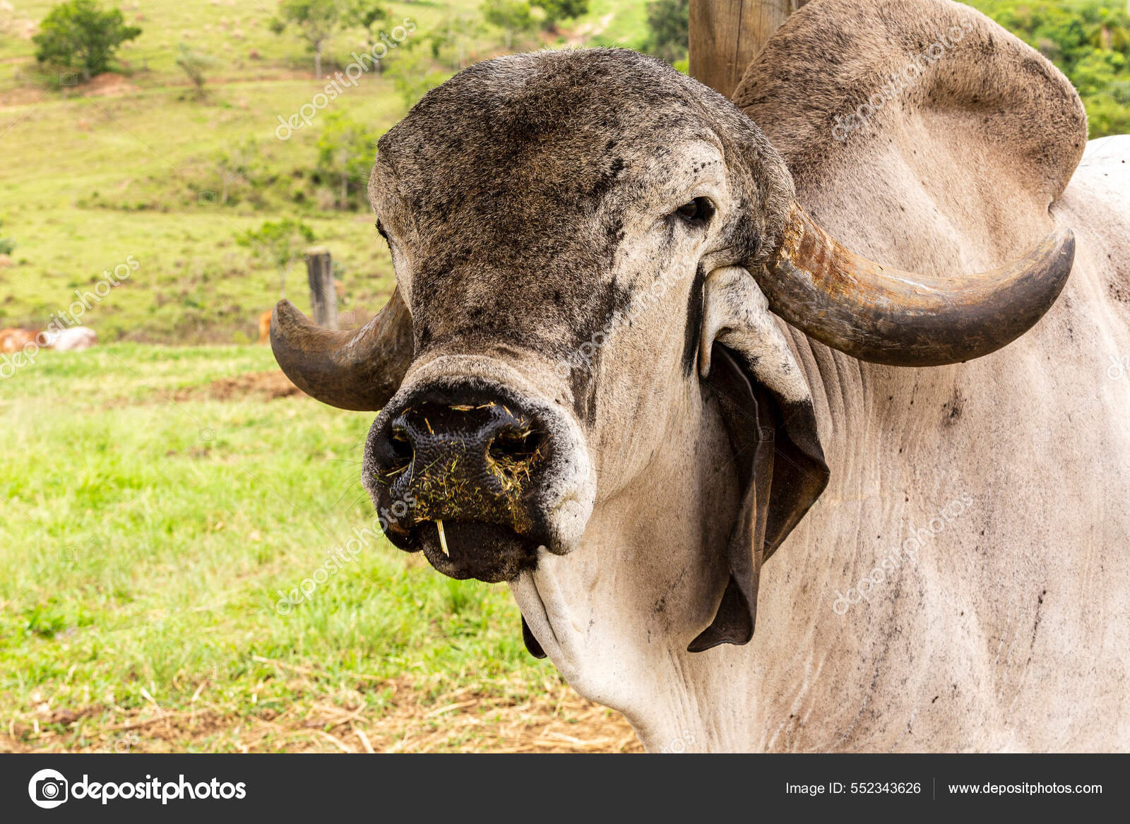 Primer Plano Del Toro Girolando Pastos Finca Campo Minas Gerais
