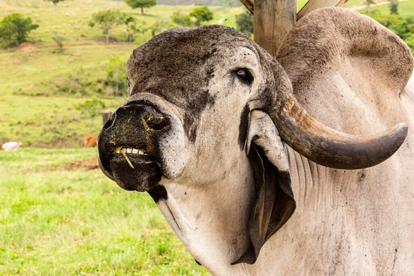 Brezilya Nın Minas Gerais Kentinin Kırsal Kesimindeki Çayırda Boğa Girolando — Stok fotoğraf