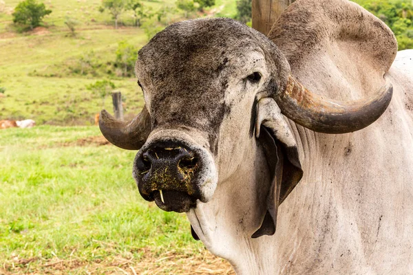 Closeup Bull Girolando Pasture Farm Countryside Minas Gerais Brazil — Stock Photo, Image