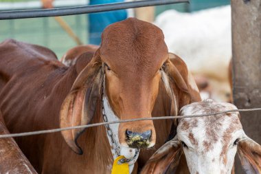 Girolando buzağıları Brezilya 'nın Minas Gerais kentindeki bir mandıra çiftliğinde hapsedildi.