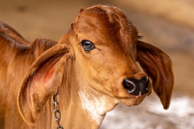 Girolando buzağıları Brezilya 'nın Minas Gerais kentindeki bir mandıra çiftliğinde hapsedildi.