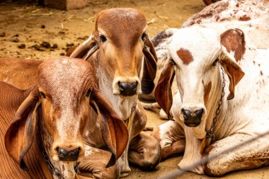 Girolando buzağıları Brezilya 'nın Minas Gerais kentindeki bir mandıra çiftliğinde hapsedildi.
