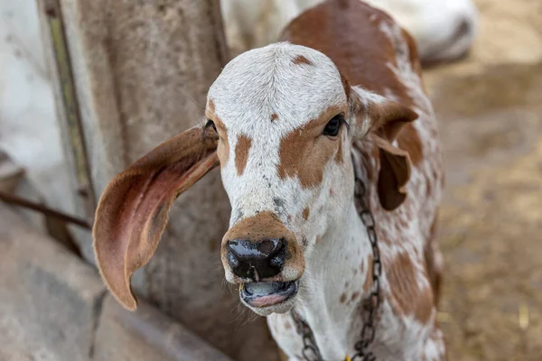 Girolando Calves Confined Dairy Farm Countryside Minas Gerais Brazil — Stock Photo, Image