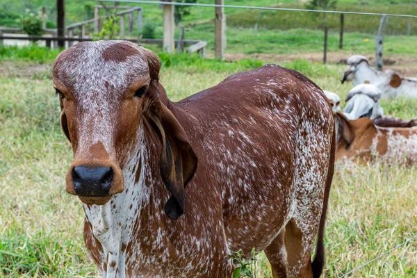 Terneros Girolando Confinados Una Granja Lechera Campo Minas Gerais Brasil — Foto de Stock