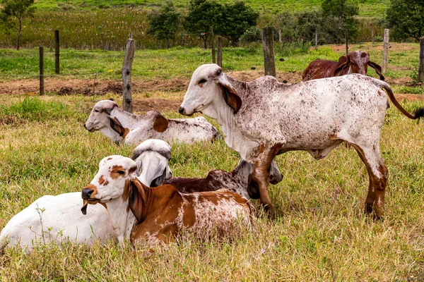 Girolando Kalvar Som Hålls Instängda Mjölkgård Landsbygden Minas Gerais Brasilien — Stockfoto
