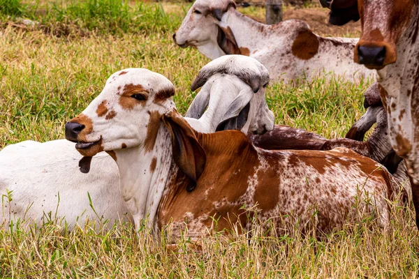 Girolando Calves Confined Dairy Farm Countryside Minas Gerais Brazil — Stock Photo, Image