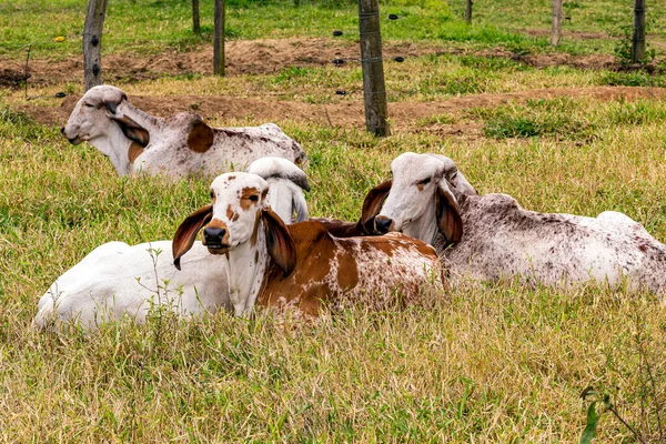 Girolando Calves Confined Dairy Farm Countryside Minas Gerais Brazil — Stock Photo, Image