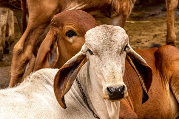 Girolando Calves Confined Dairy Farm Countryside Minas Gerais Brazil — Stock Photo, Image