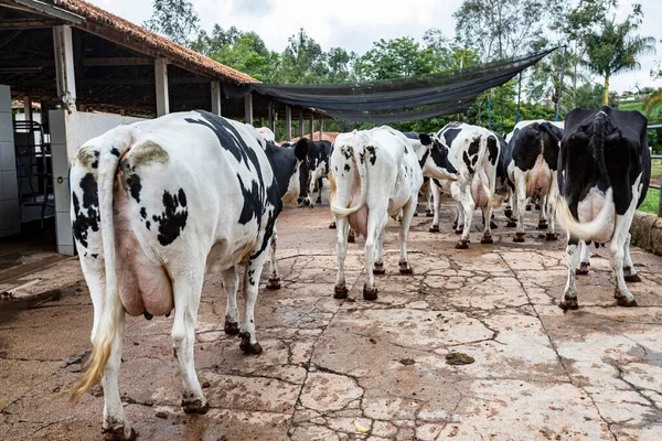 Cow buttocks in a row, butts with udders of a herd of cows side by side