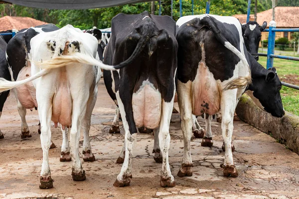 Cow buttocks in a row, butts with udders of a herd of cows side by side