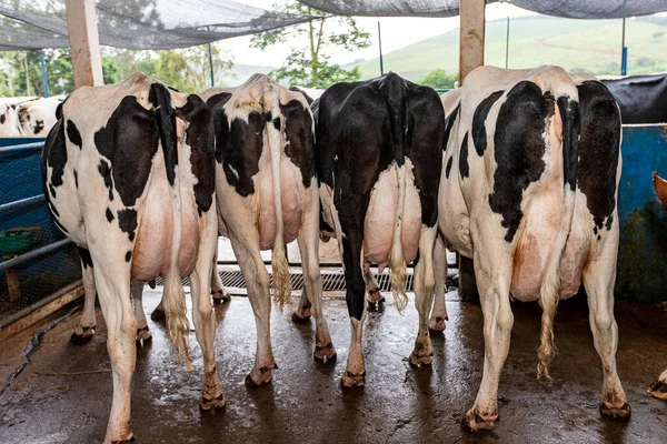 Cow Buttocks Row Butts Udders Herd Cows Side Side — Stock Photo, Image