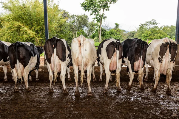 Cow buttocks in a row, butts with udders of a herd of cows side by side