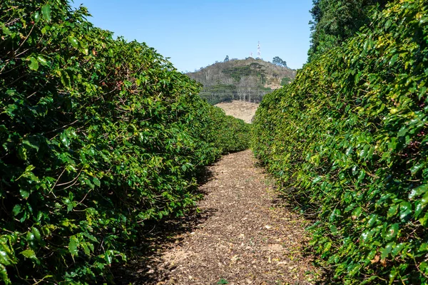 コーヒー農園の列 ブラジルのコーヒーはミナスジェライス州の地方で栽培された ブラジル — ストック写真