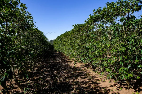 一排排的咖啡种植园在米纳斯吉拉斯州的国家一侧种植的巴西咖啡 — 图库照片