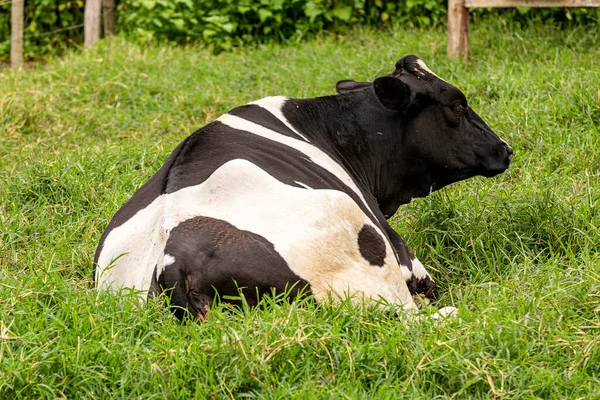 巴西米纳斯吉拉斯州农村一个奶牛场里的小牛 — 图库照片