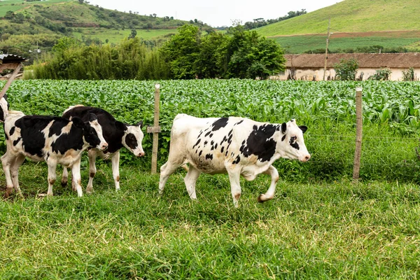 Bezerros Confinados Fazenda Laticínios Interior Minas Gerais Brasil — Fotografia de Stock