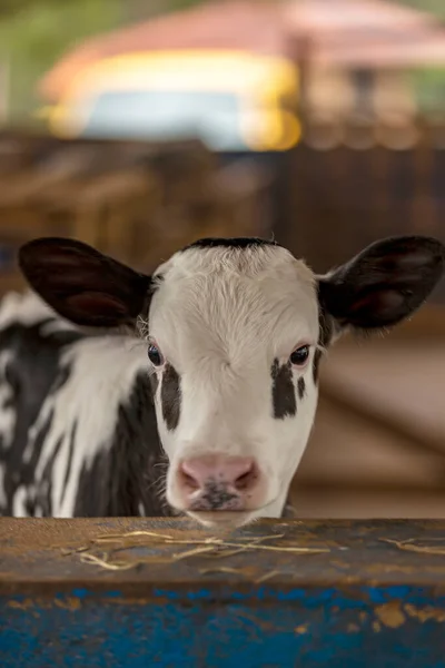 巴西米纳斯吉拉斯州农村一个奶牛场里的小牛 — 图库照片