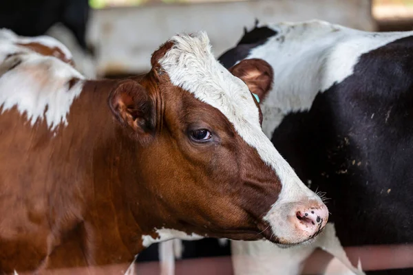 Calves Confined Dairy Farm Countryside Minas Gerais Brazil — Stock Photo, Image