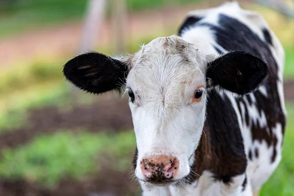 Calves Confined Dairy Farm Countryside Minas Gerais Brazil — Stock Photo, Image