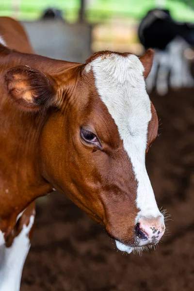Calves Confined Dairy Farm Countryside Minas Gerais Brazil — Stock Photo, Image