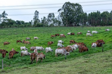 Girolando 'nun süt inekleri Brezilya' nın Minas Gerais eyaletinin kırsal kesimindeki çiftliğin içindeki açık hava otlaklarında ürerler.
