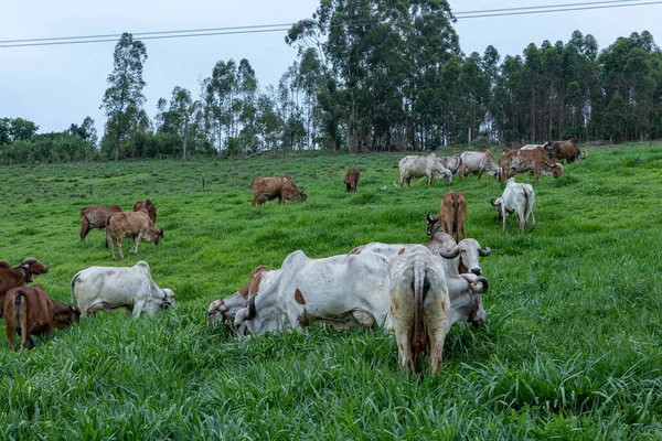 Vacas Leiteiras Raça Girolando Pasto Livre Dentro Fazenda Interior Estado — Fotografia de Stock