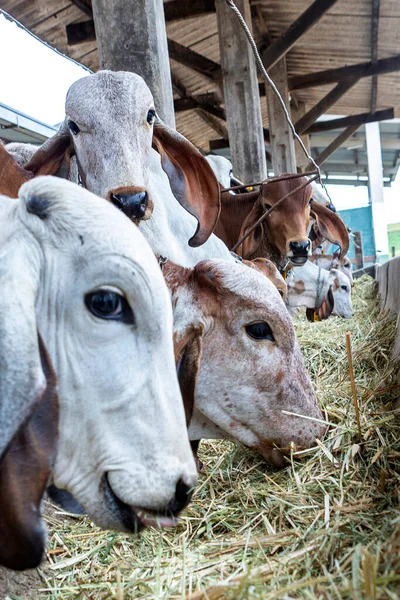 Girolando Calves Feeding Confined Dairy Farm Countryside Minas Gerais Brazil — Stock Photo, Image