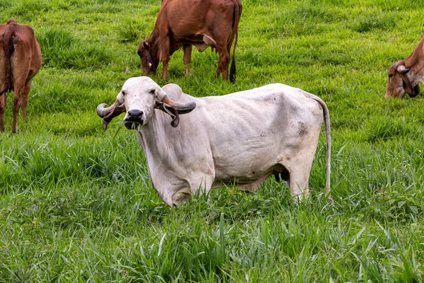 Girolando Dairy Cows Grazing Farm Interior Minas Gerais Brazil — Stock Photo, Image