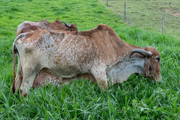 Vacas Leiteiras Girolando Pastando Uma Fazenda Interior Minas Gerais Brasil — Fotografia de Stock