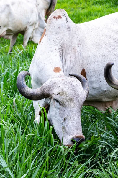 Vacas Leiteiras Girolando Pastando Uma Fazenda Interior Minas Gerais Brasil — Fotografia de Stock