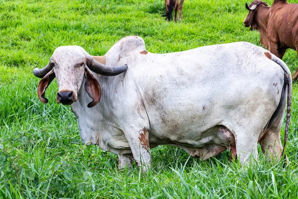 Vacas Leiteiras Girolando Pastando Uma Fazenda Interior Minas Gerais Brasil — Fotografia de Stock